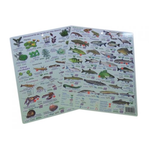 PLAQUETTES IMMERGEABLES &ndash; D&Eacute;COUVERTE DE LA VIE EN EAU DOUCE