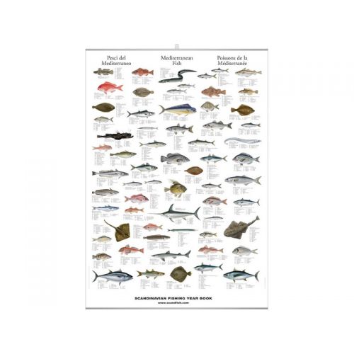poster  poissons m&eacute;diterran&eacute;e