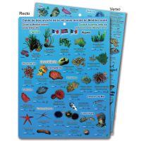 Guide de d&eacute;couverte de la vie sous-marine en M&eacute;diterran&eacute;e