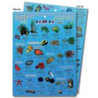 Guide de découverte de la vie sous-marine en Méditerranée